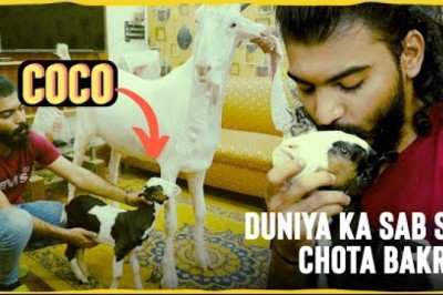 Coco is the shortest male goat in the world