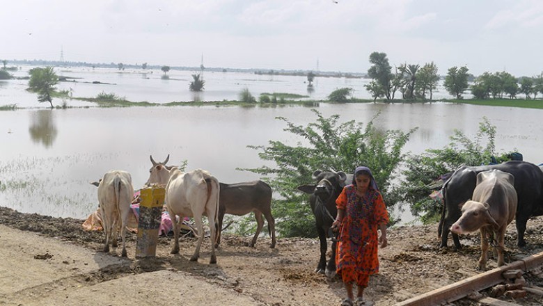 Heat, then floods ruin Pakistani farmers’ livelihoods